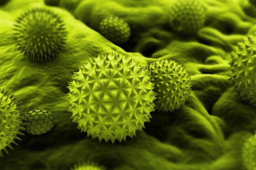 Raman helps to track pollen grains